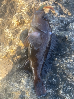 エゾメバルの釣果