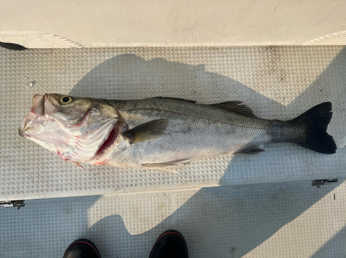 スズキの釣果