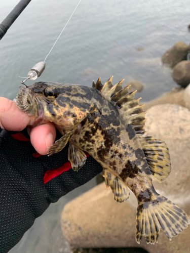 タケノコメバルの釣果