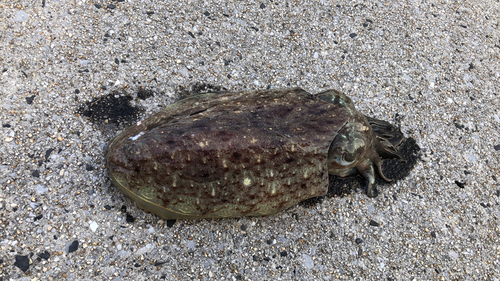 コウイカの釣果