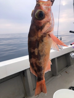 ウスメバルの釣果