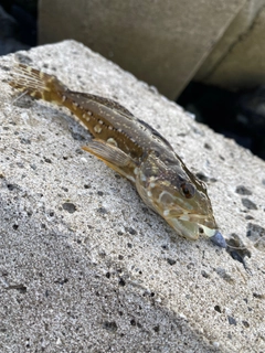 アナハゼの釣果