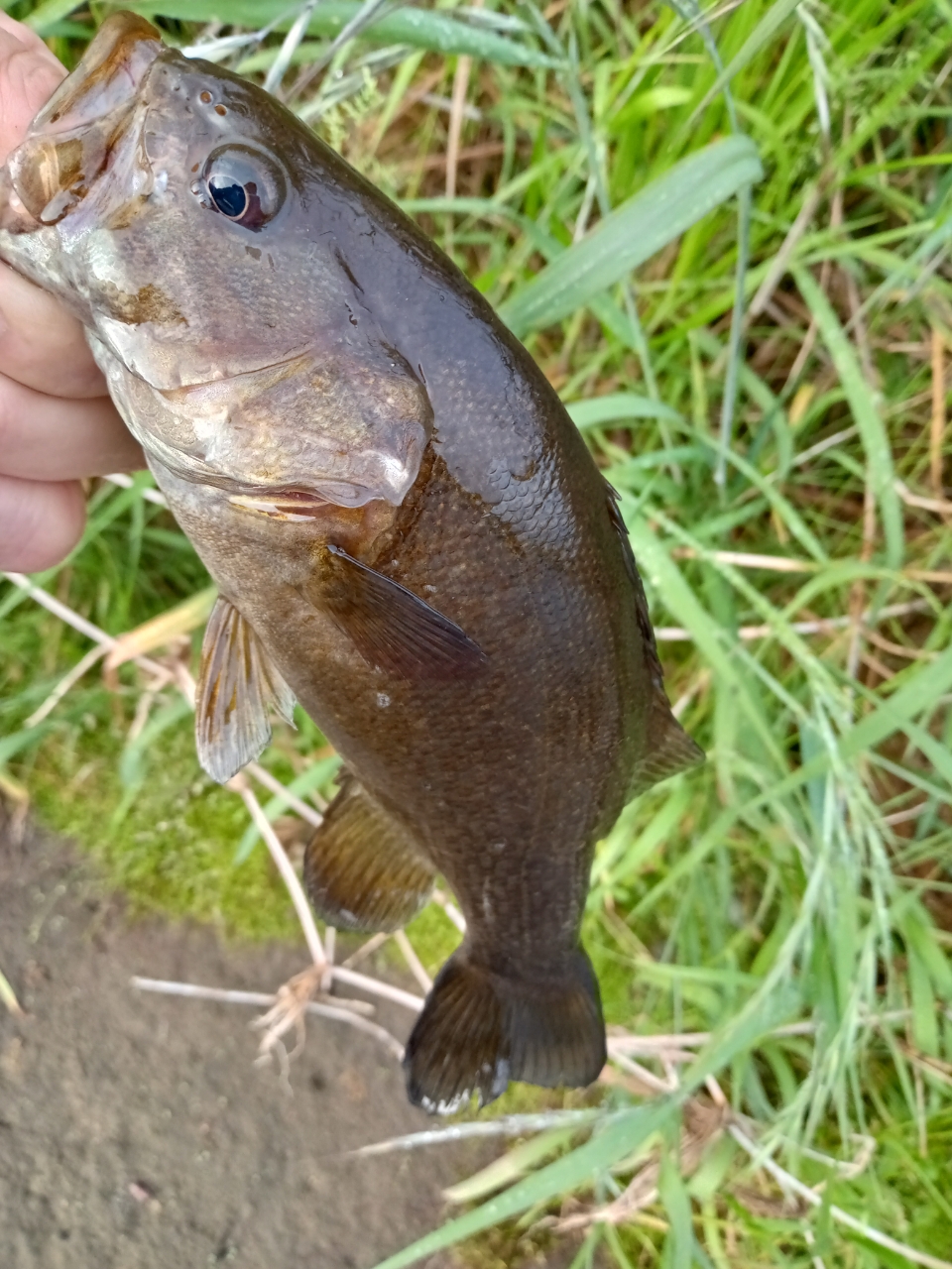 スモールマウスバス