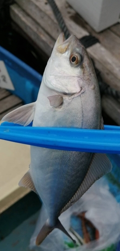 ショゴの釣果