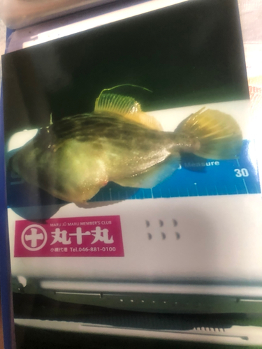 カワハギの釣果