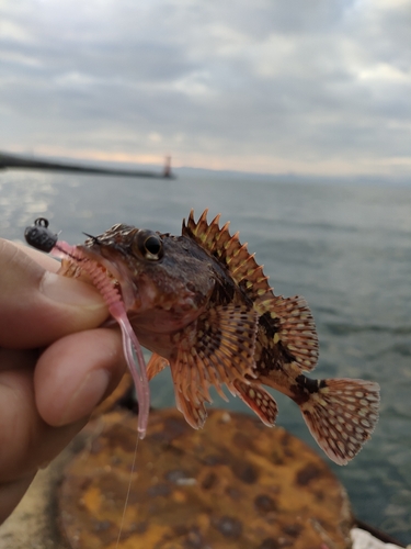 カサゴの釣果