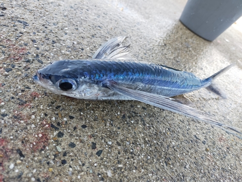 トビウオの釣果