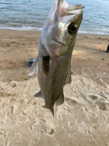 セイゴ（マルスズキ）の釣果