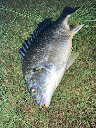 キビレの釣果