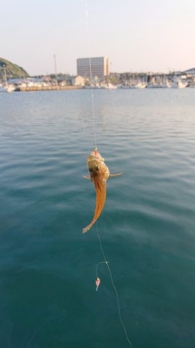 サビハゼの釣果