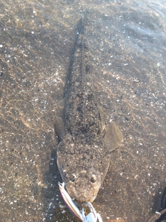 マゴチの釣果