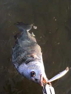 キビレの釣果