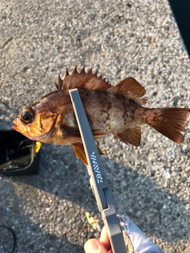 メバルの釣果