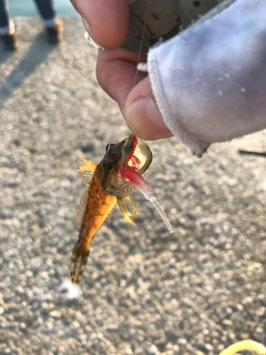 アナハゼの釣果