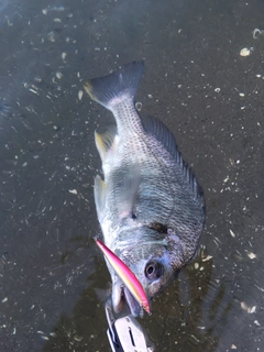 キビレの釣果