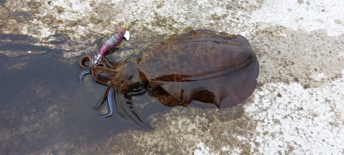 アオリイカの釣果