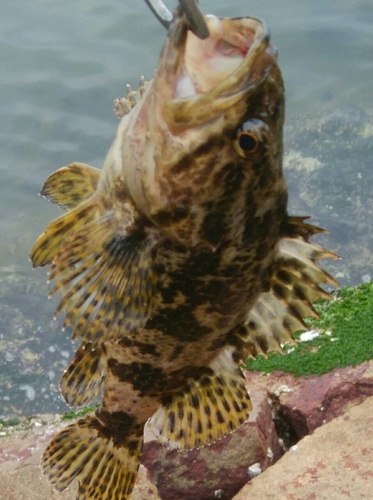 タケノコメバルの釣果