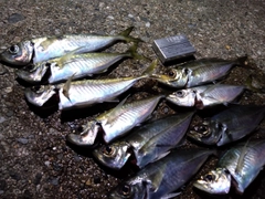 アジの釣果