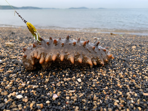 ナマコの釣果