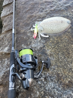コウイカの釣果