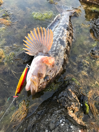 アイナメの釣果