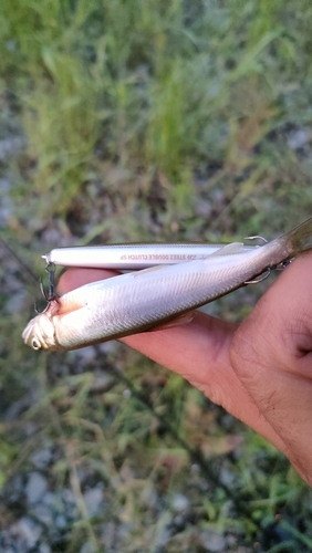 釣果