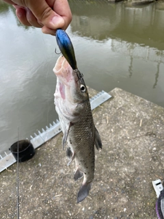 ニゴイの釣果