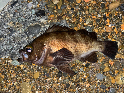 シロメバルの釣果