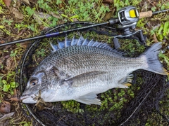 キビレの釣果