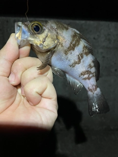 シロメバルの釣果