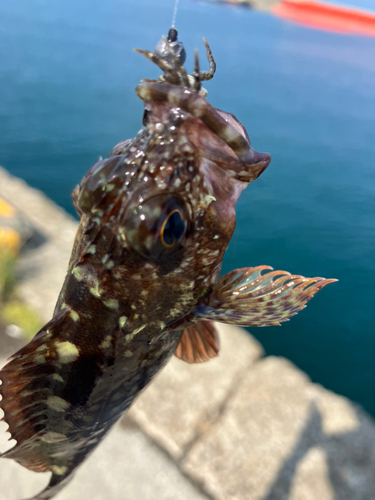 アラカブの釣果