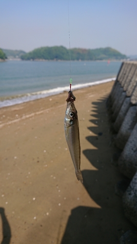 キスの釣果