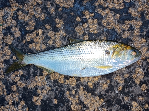 コノシロの釣果