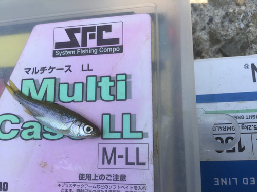 カワムツの釣果