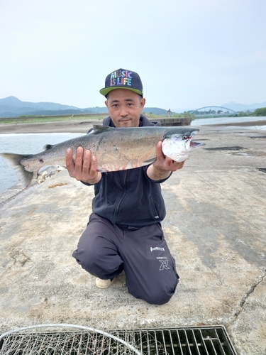 サクラマスの釣果