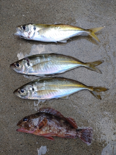 アジの釣果