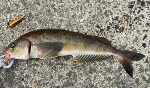 ホッケの釣果