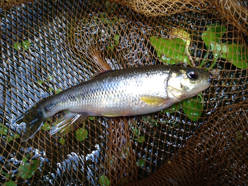 カワムツの釣果