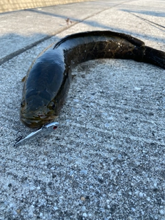 ライギョの釣果