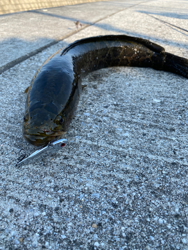 ライギョの釣果