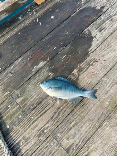 メジナの釣果