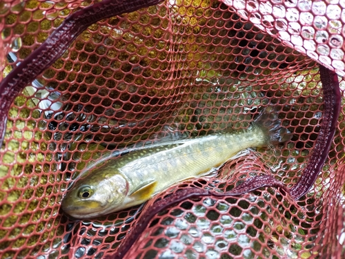 イワナの釣果