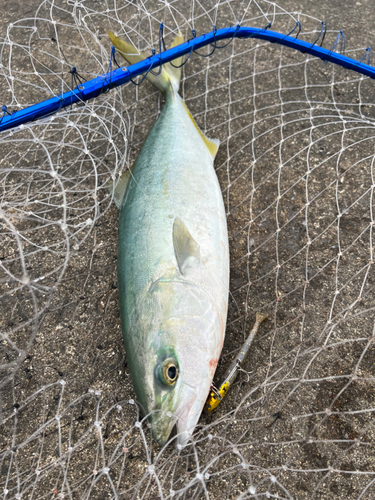 ハマチの釣果