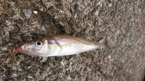 キスの釣果