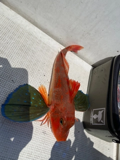 ホウボウの釣果