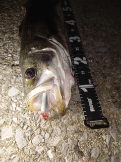 シーバスの釣果