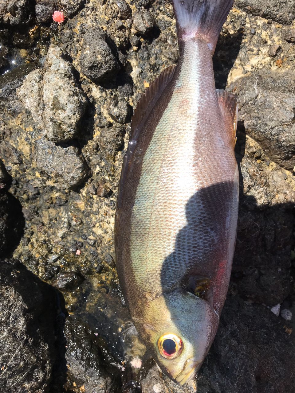 いそべっちさんの釣果 1枚目の画像