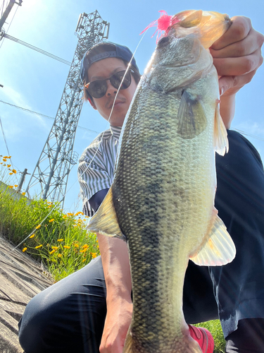 ブラックバスの釣果