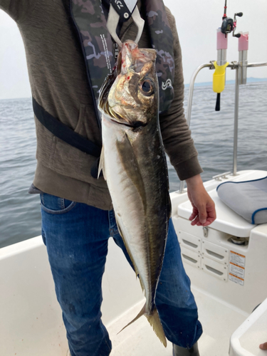 マアジの釣果