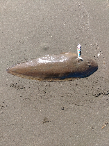 シタビラメの釣果